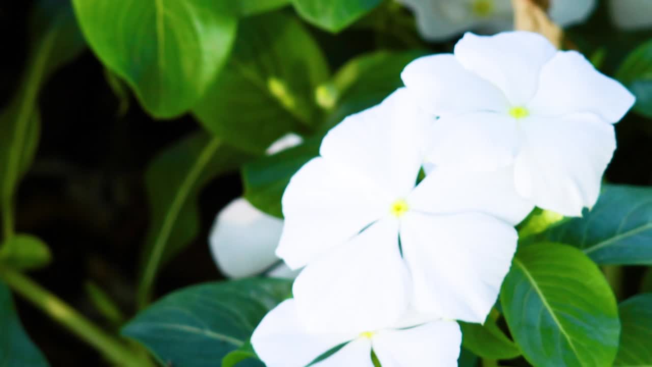 Detailed view of white flowers surrounded by vibrant green leaves, showcasing natural beauty and freshness.