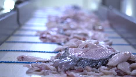 fishery industry: a fish fillet conveyor system, separates and moves seafood parts