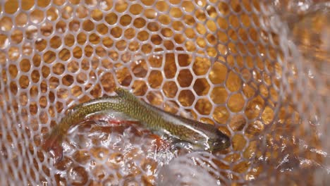 speckled brook trout flip flops in fishing net in cold, clear water