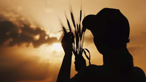 silhouette of a farmer looking at the ears of wheat in the rays of the sun