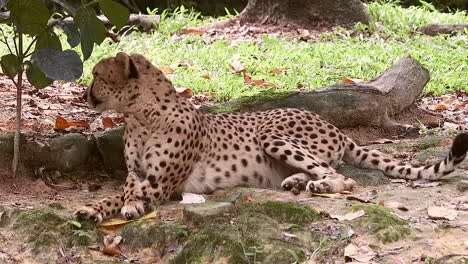 Erwachsener-Gepard,-Der-Unter-Dem-Schatten-Eines-Baums-Sich-Entspannt-1