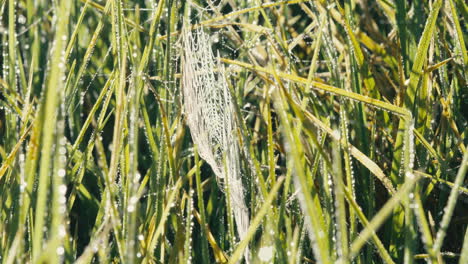 Banded-garden-spider-and-web-covered-in-morning-dew-in-a-grassy-field-during-sunrise,-wide-static-shot