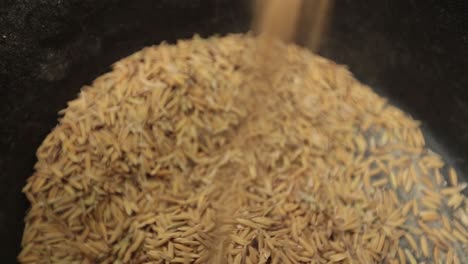 close up footage of rice paddy crops ready for milling process