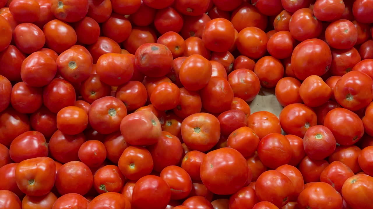 Organic tomatoes freshly picked and ready for culinary creations.