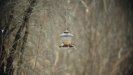 chickadees landing on bird feeder and eating seeds