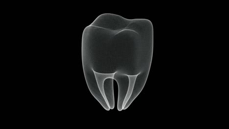 hologram screen 3d of molar tooth of human body - loop