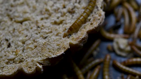 the mealworm is a species of darkling beetle used to feed pets like fish, snakes, birds, and frogs