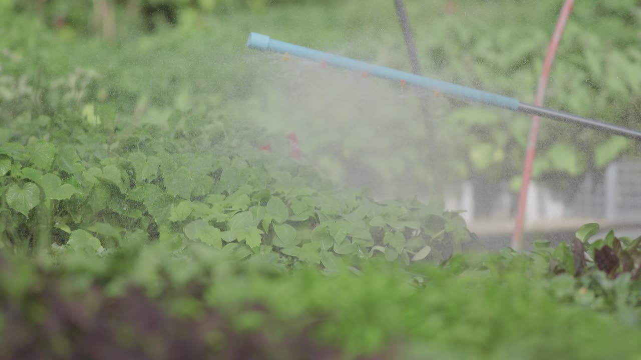 Closeup video of water the plant by spaying
