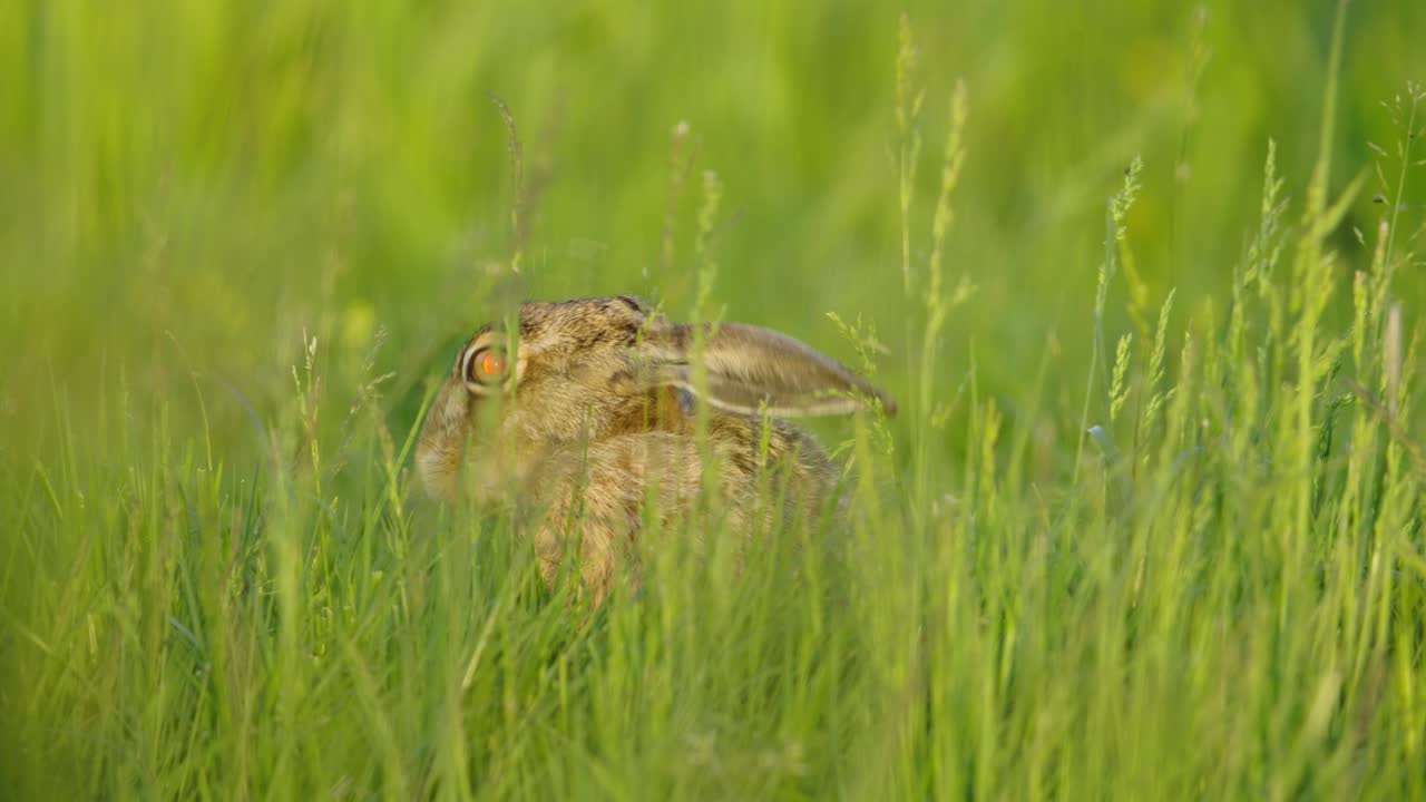 la liebre en la hierba larga, comiendo, de cerca, la brisa ventosa