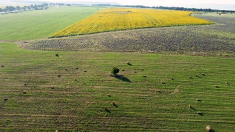 Fardos-De-Heno-Redondos-Dispersos-En-Tierras-Agrícolas-Y-Campos-De-Girasoles-Amarillos,-Aéreos