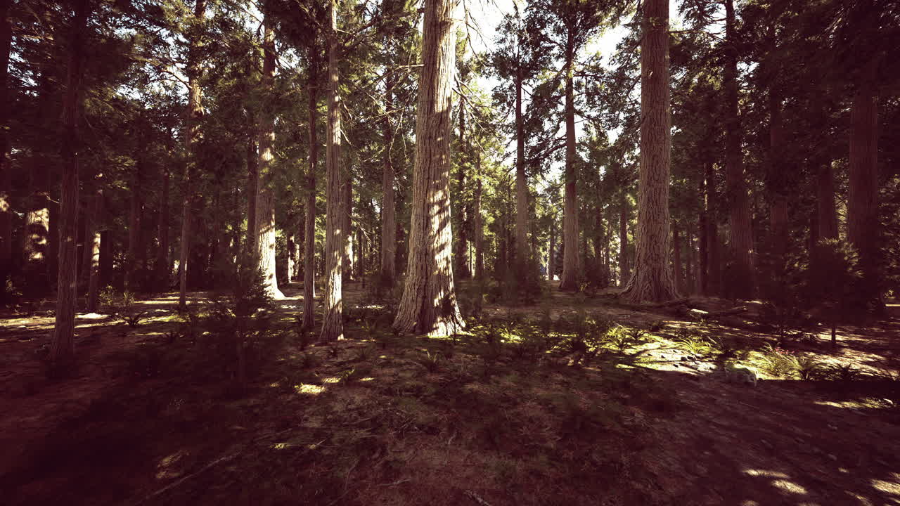 Serene exploration of a dense forest in early afternoon light