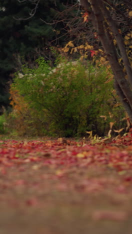 vista a nivel del suelo del camino de otoño cubierto de hojas caídas, rodeado de árboles de colores, tonos cálidos de follaje crean una escena estacional serena y pintoresca con ricas texturas