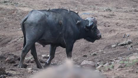 huge african cape buffalo walking with oxpecker birds resting on top