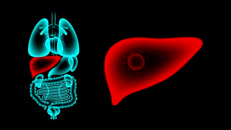 human male organs x-ray set, liver infection concept idea red color illustration isolated glow in the dark background, seamless looping animation 4k with copy space