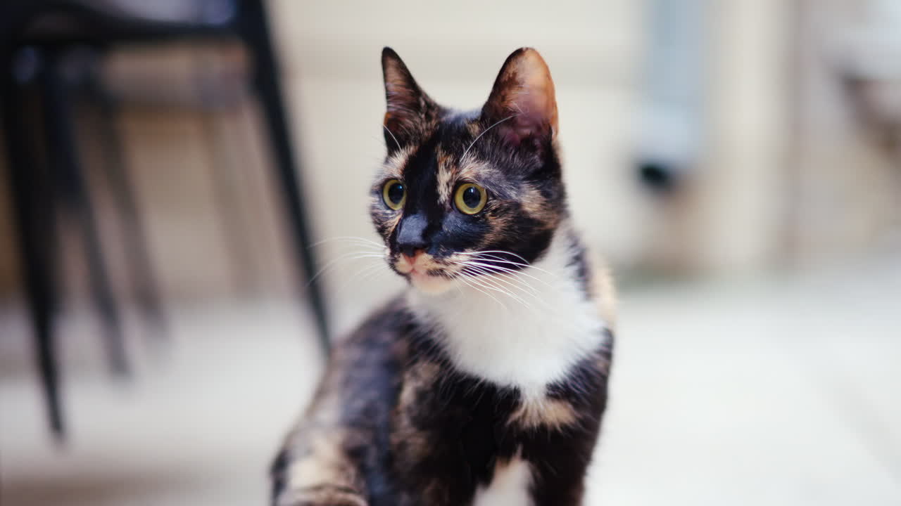 A Tortoiseshell cat with yellow eyes looking around outside