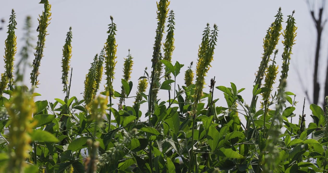 Wildbienen schwärmen über gestreifter Klapperschote; Zeitlupen-Makro-Flugbahn, vom Himmel umrahmt