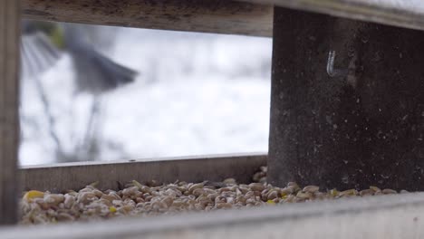 cautious great tit look for food in outdoor wooden feeder during winter