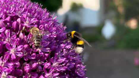 Wild-Bee-and-Bumblebee-collecting-pollen-of-purple-flower-in-sunlight,-macro-close-up