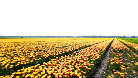 campos de tulipanes vibrantes