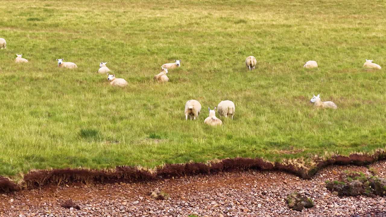 Flock of sheep grazing on lush green pasture under soft daylight, wide static landscape shot