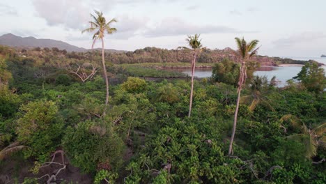 Antenne-Von-3-Hohen-Kokospalmen,-Umgeben-Von-Kleinen-Büschen-In-Afrika