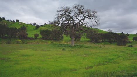 lonely oak tree in a green field