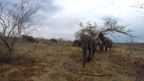 Wide-angle-footage-of-an-African-elephant-moving-passed-a-hidden-action-camera,-wrinkles-and-skin-of-animal-appearing-clearly-up-close