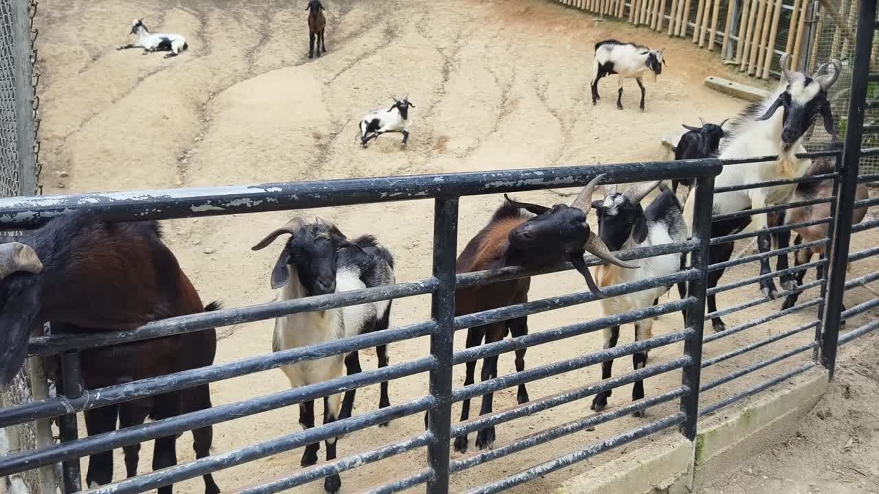 동물원 안의 염소