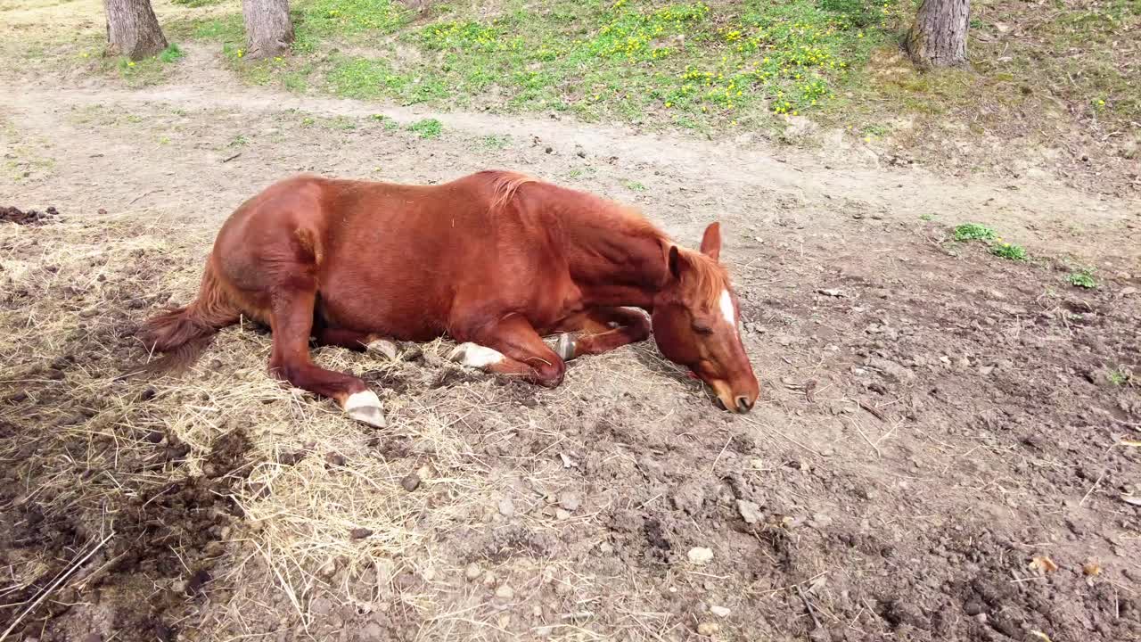 Horse sleeping while laying on the ground in the summer