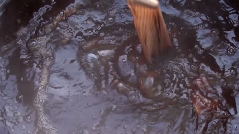 Closeup-Shot-Of-Dyeing-Process-Of-Organic-Textiles-With-Red-Madder-Dye-In-Pakistan