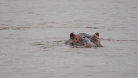 couple of large hippopotamus submerges in fresh water lake, close up