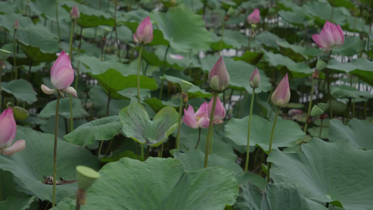 Lotus flower buds in green pond, calm and natural moment before full bloom