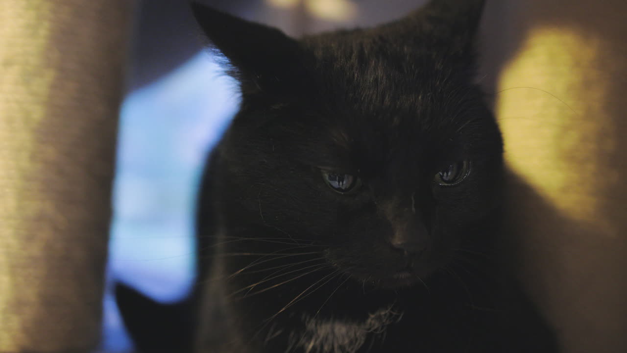 目を瞬きして頭を動かす黒猫の顔の接写