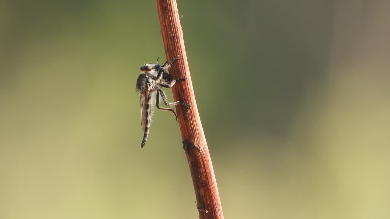 캐기를 기다리는 막대기에 강도 파일