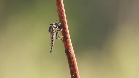 robber file in stick waiting for pry