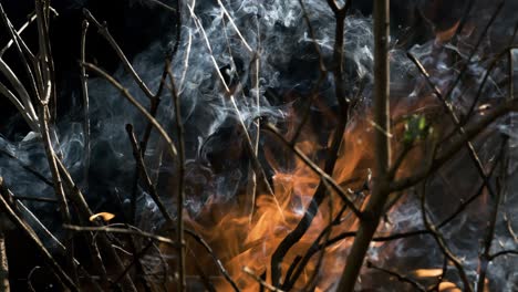 Waldbrand-In-Nahaufnahme.-Die-Zweige-Von-Sträuchern-Und-Bäumen-Brennen-Und-Rauchen.-Waldbrände,-Die-Durch-Brandstiftung-Oder-Die-Natur-Verursacht-Werden.-Aufgenommen-Mit-Super-Zeitlupenkamera,-1000 fps.