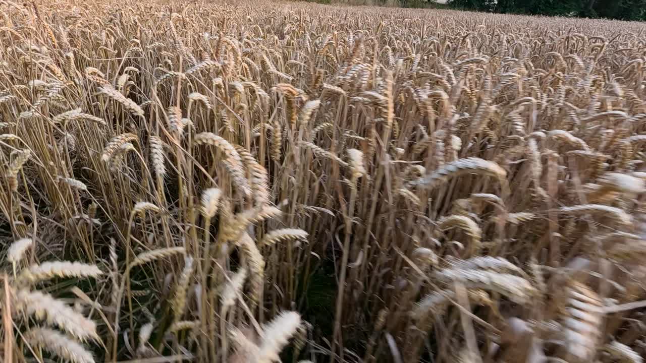 el trigo balanceándose suavemente en la brisa