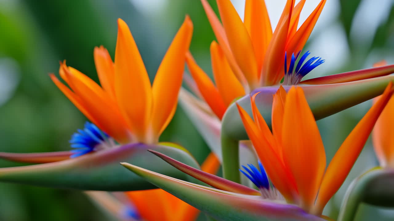 Vivaci Fiori Uccello del Paradiso che sbocciano in un giardino tropicale
