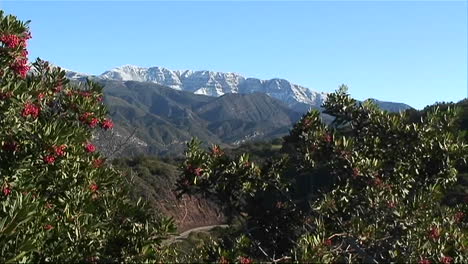 A-car-drives-down-a-mountain-road-surrounded-by-flowering-plants-and-bushes