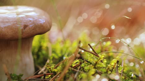 Pilzpilze-In-Einem-Sonnigen-Wald-Im-Regen.