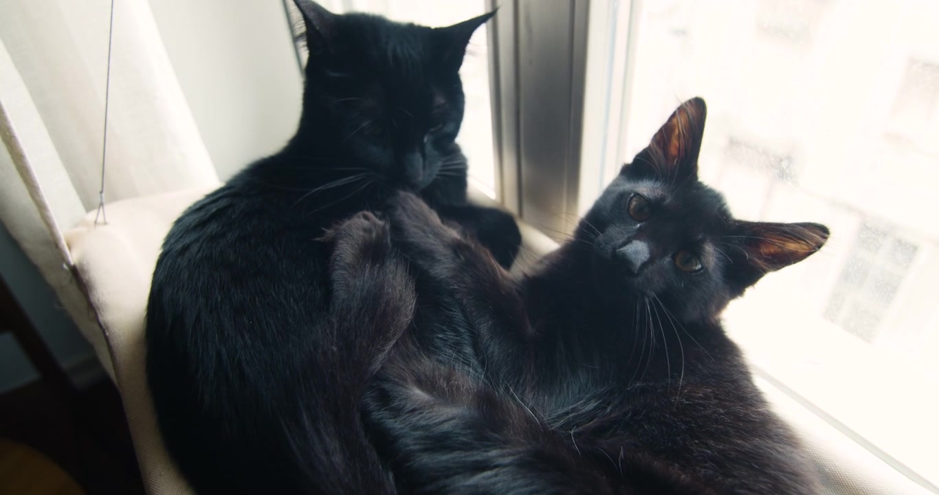 窓際に横たわるかわいい黒猫たち。子猫と成猫。一般的なヨーロッパの品種