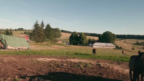 volando rápido hacia una manada de caballos pony hucul descansando y pastando en un pasto en sihla, eslovaquia central
