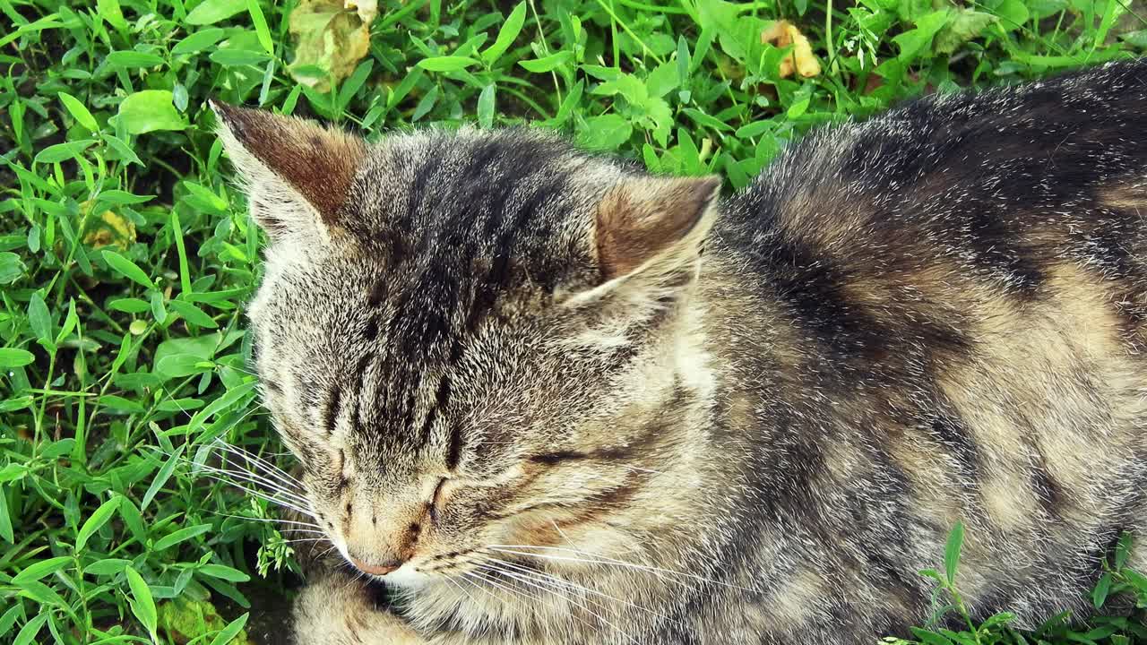 gato doméstico adulto sentado en la hierba verde en un día soleado