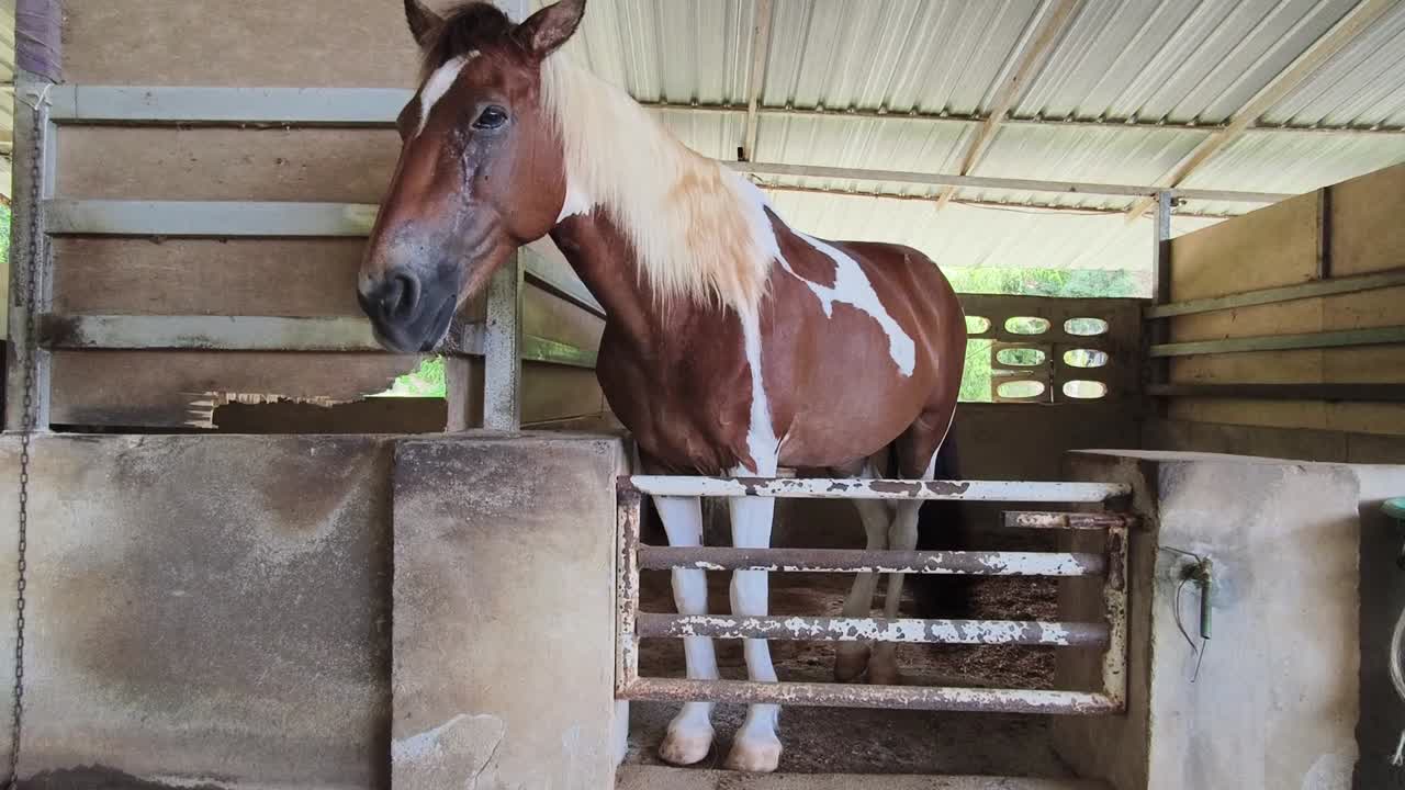 Paint Horse in a Stable