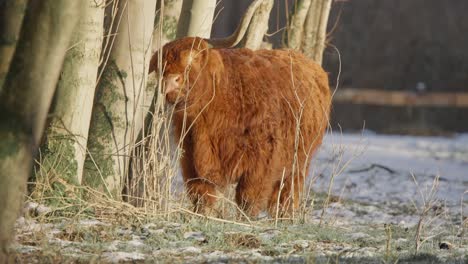 furry highland cow bull scratching its huge horn on tree in winter