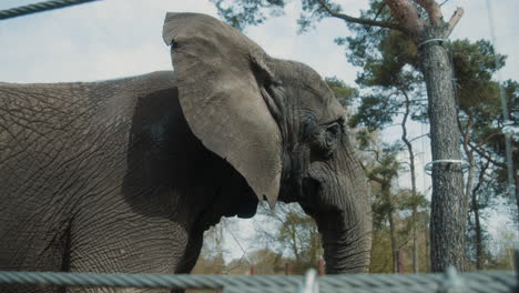 a huge elephant standing during the middle of the day in it's enclosure