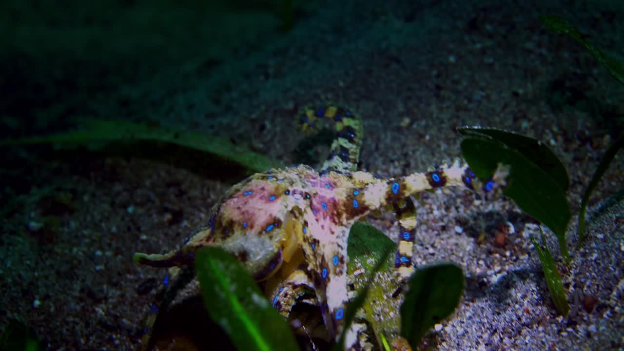 Southern Blue-Ringed Octopus Hapalochlaena maculosa 4k 25fps