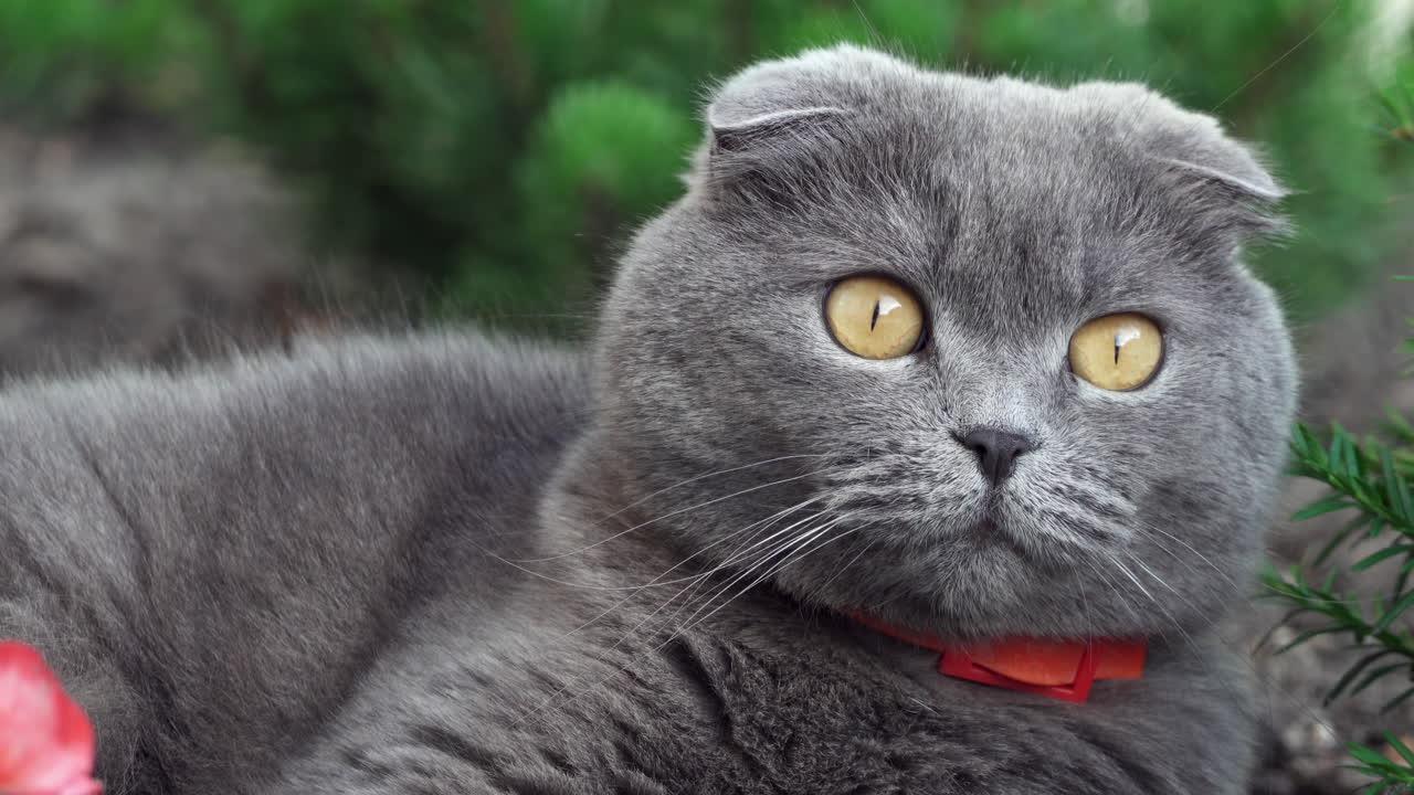 Scottish Fold cat with orange eyes and a red collar looking around in a garden