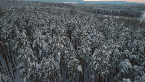 aerial drone flight over snow covered forest in winter, cold weather, peaceful relaxing view during sunset or sunrise