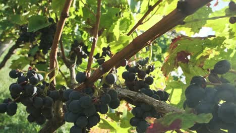 red wine grapes on a vineyard in cantabrian, spain, with a flare of the sun